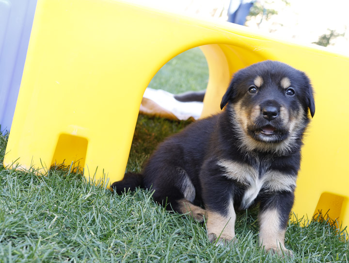 chinook dog